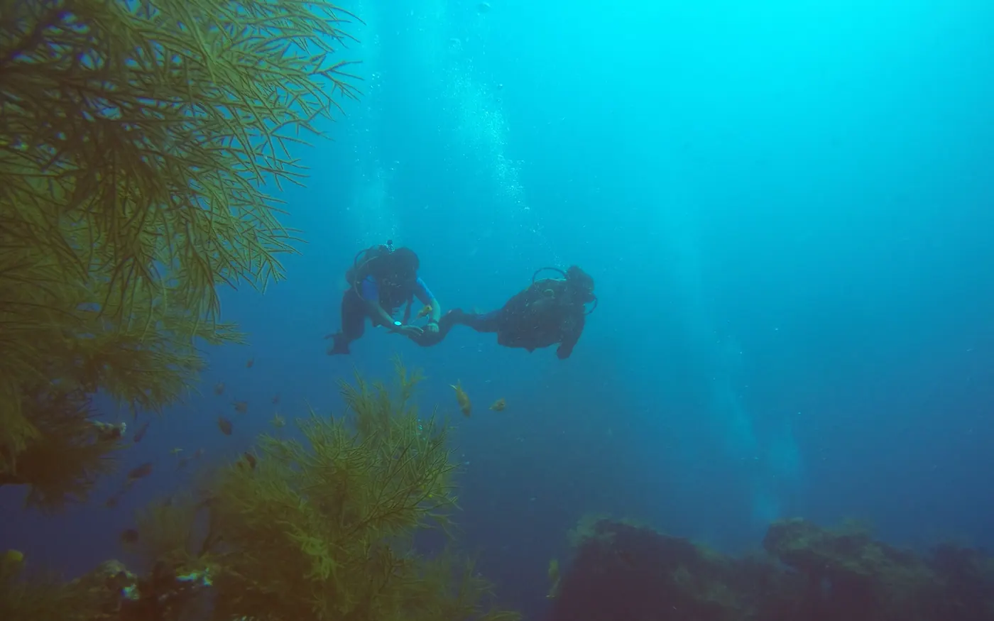 Two scuba divers swimming through kelp in green water