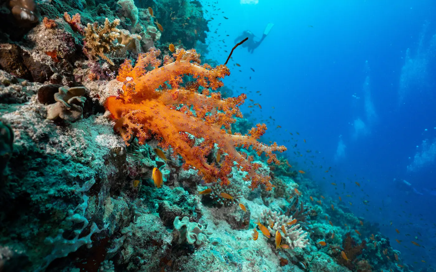 Divers in the blue beyond a reef covered in orange soft coral