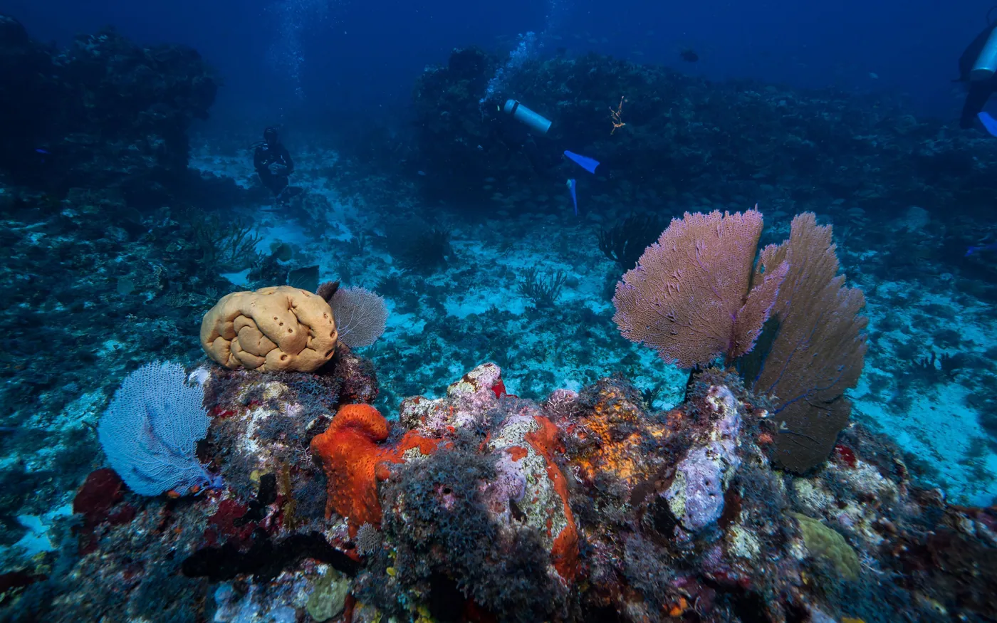 Divers swimming well above a reef covered in sea fans