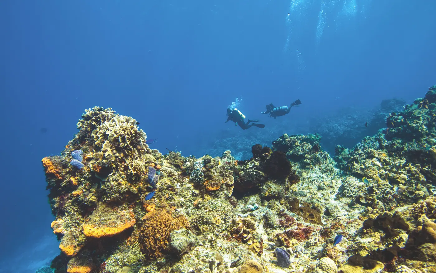 Two divers some distance apart above a reef