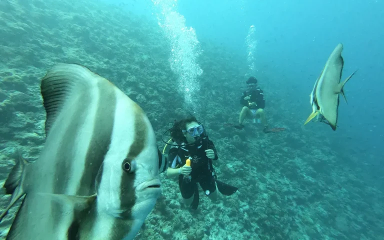 Divers alongside batfish in open water