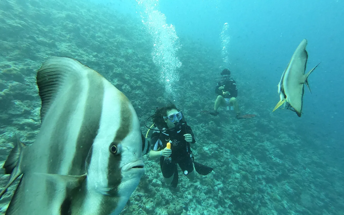 Divers alongside batfish in open water