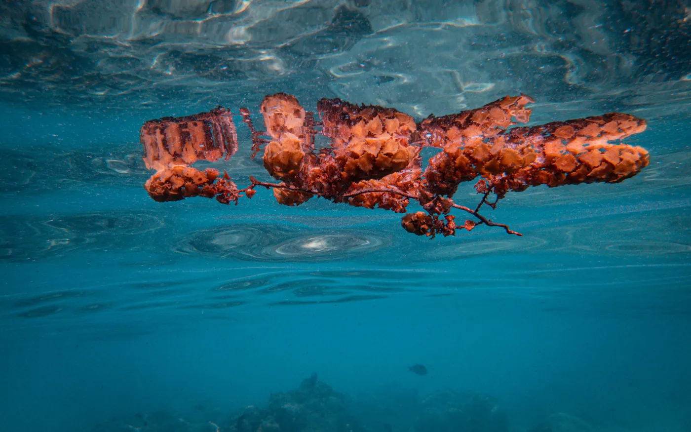 A length of rope in the water, heavily encrusted with growth