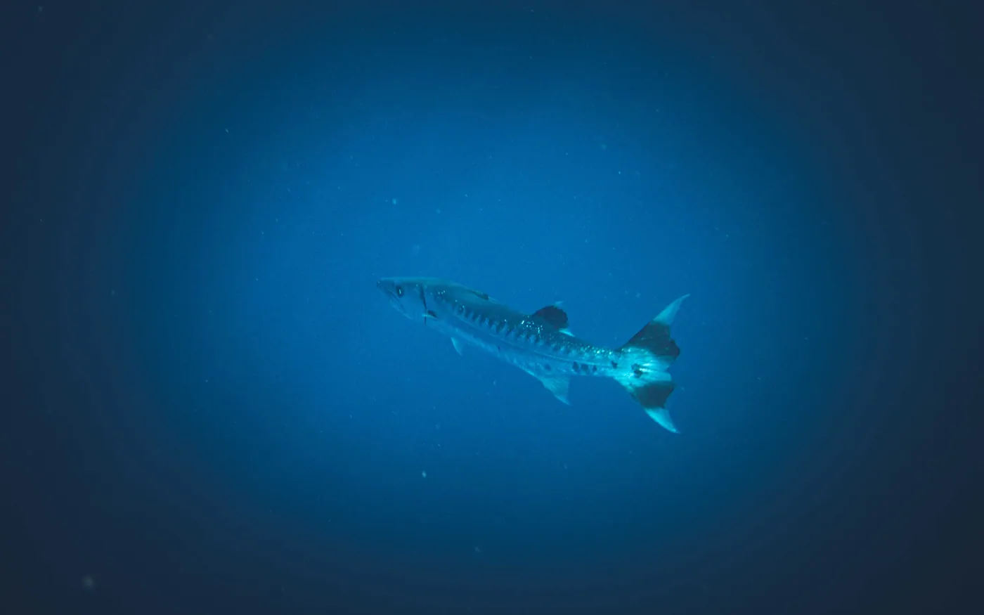 A shape barely visible in dark water at the limit of natural light