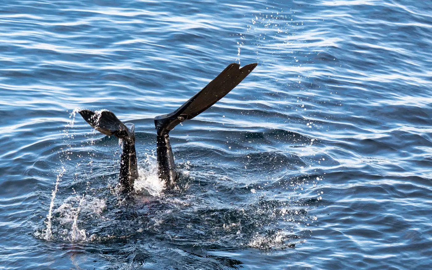 A pair of fins breaking the surface as a diver starts down