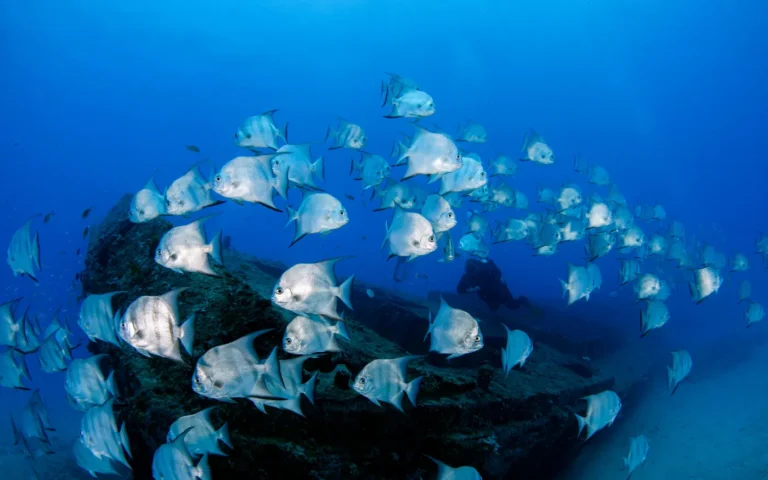 A school of batfish holding together above a wreck