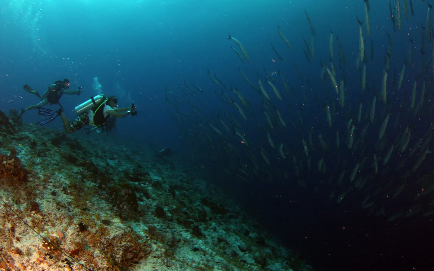A scuba diver alongside a large school of fish over a reef