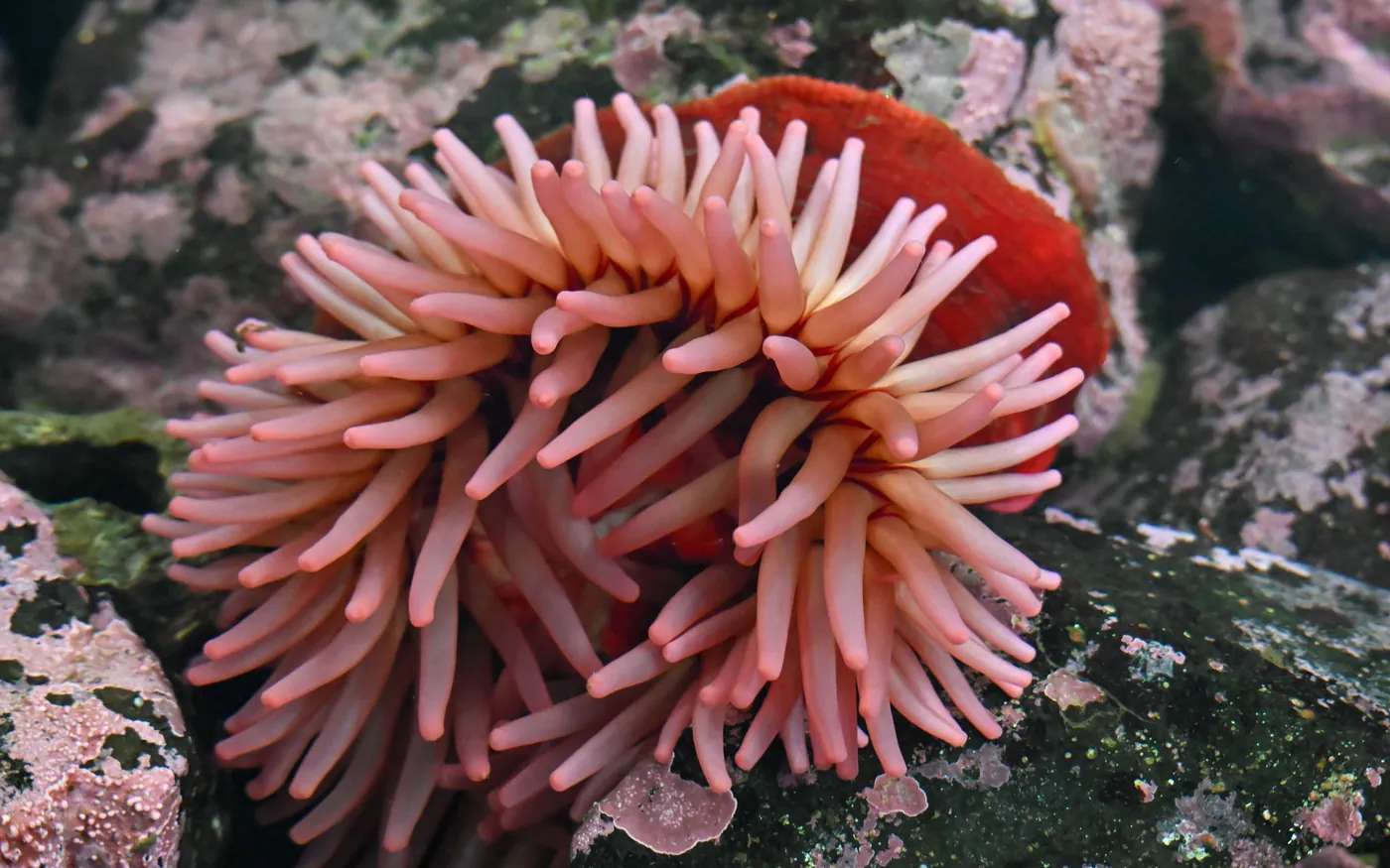 A pink-tentacled anemone attached to rock encrusted with coralline algae