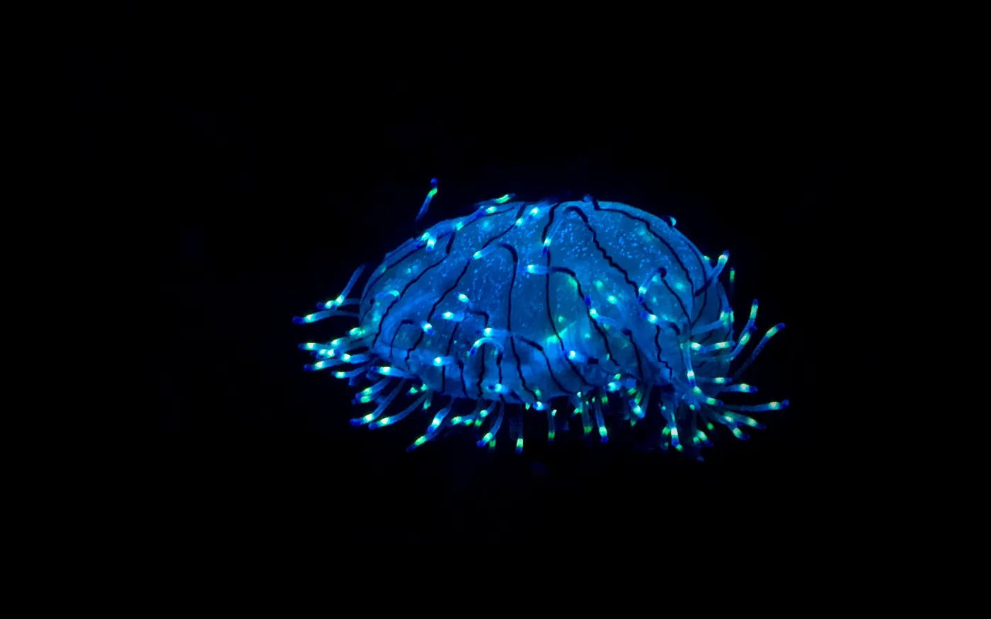 A jellyfish lit against black water