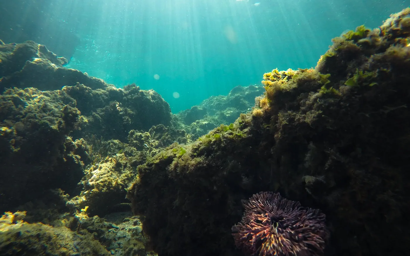 A sea urchin on a weed-covered rock ledge in green Atlantic water
