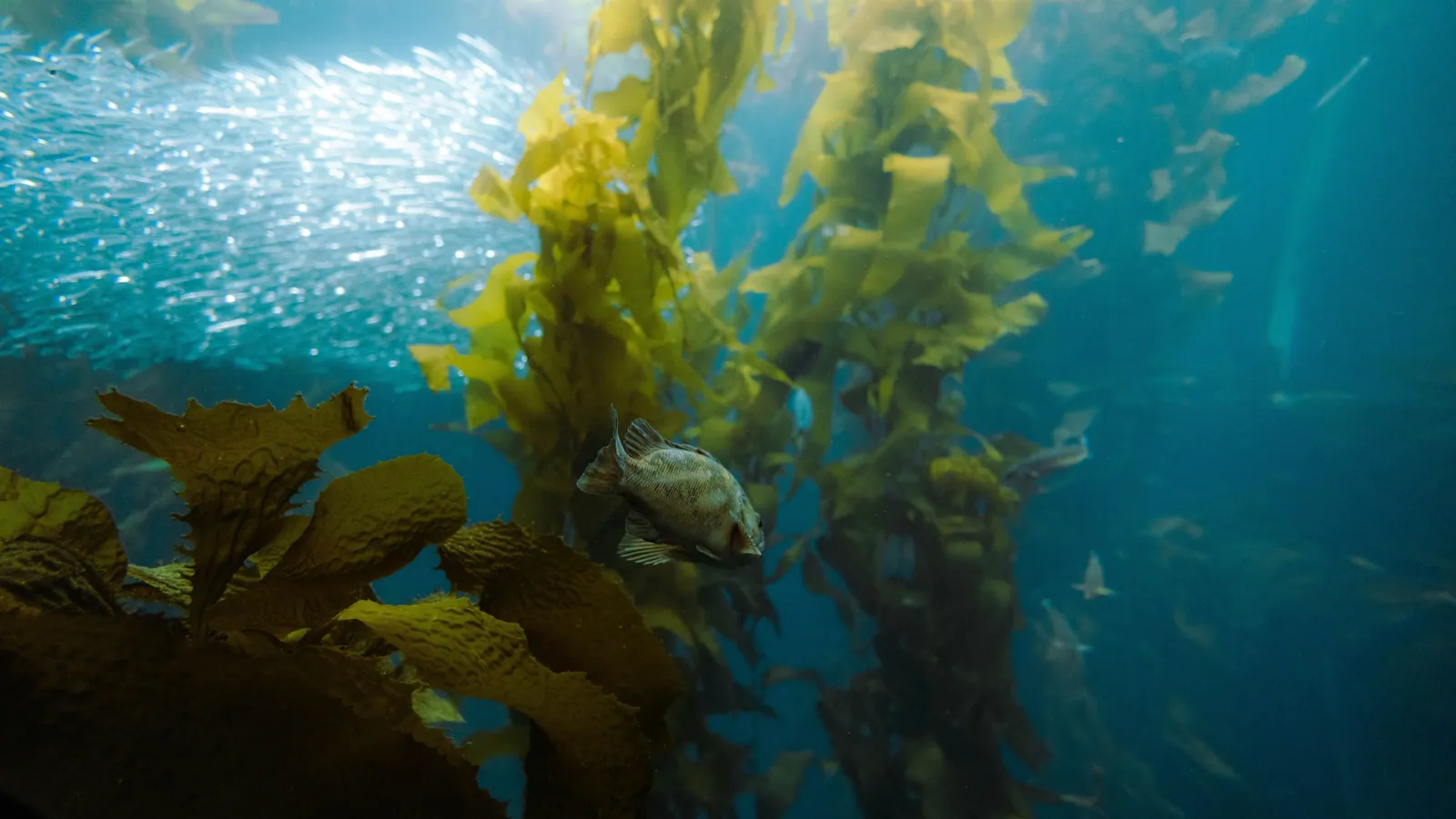 Light falling through a kelp canopy seen from below