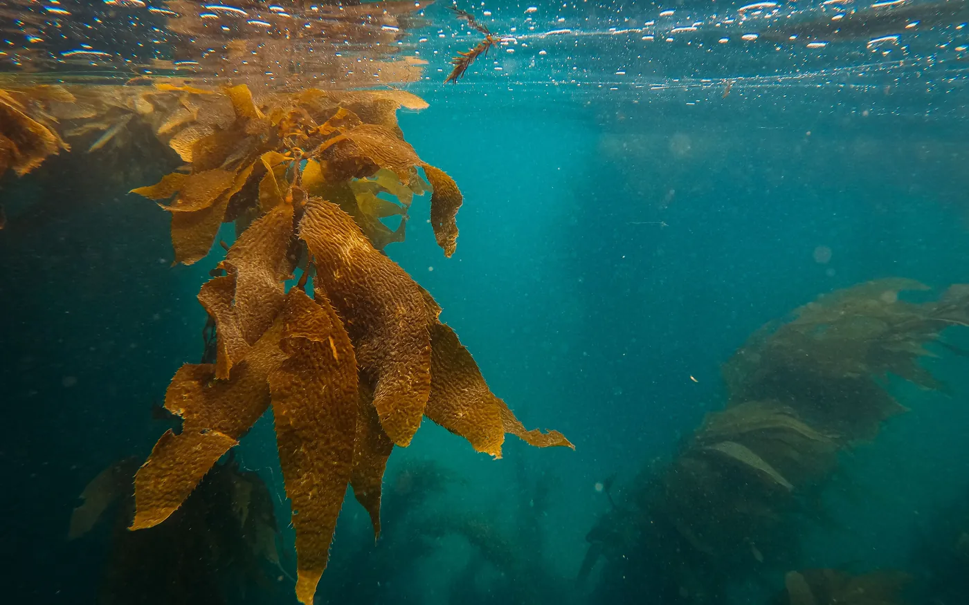 Kelp fronds swaying just below the surface in green coastal water