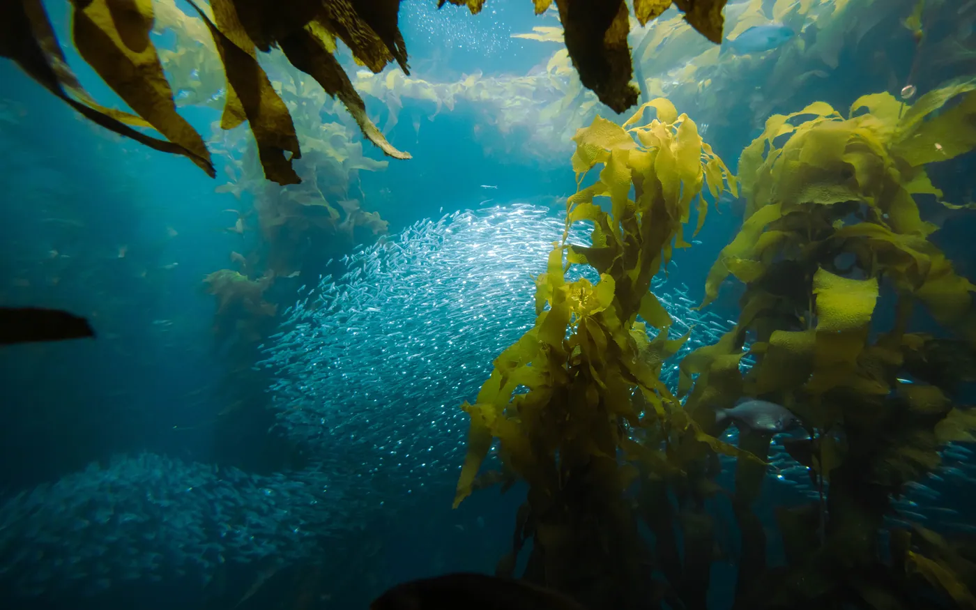 Fish sheltering among the fronds of a kelp forest