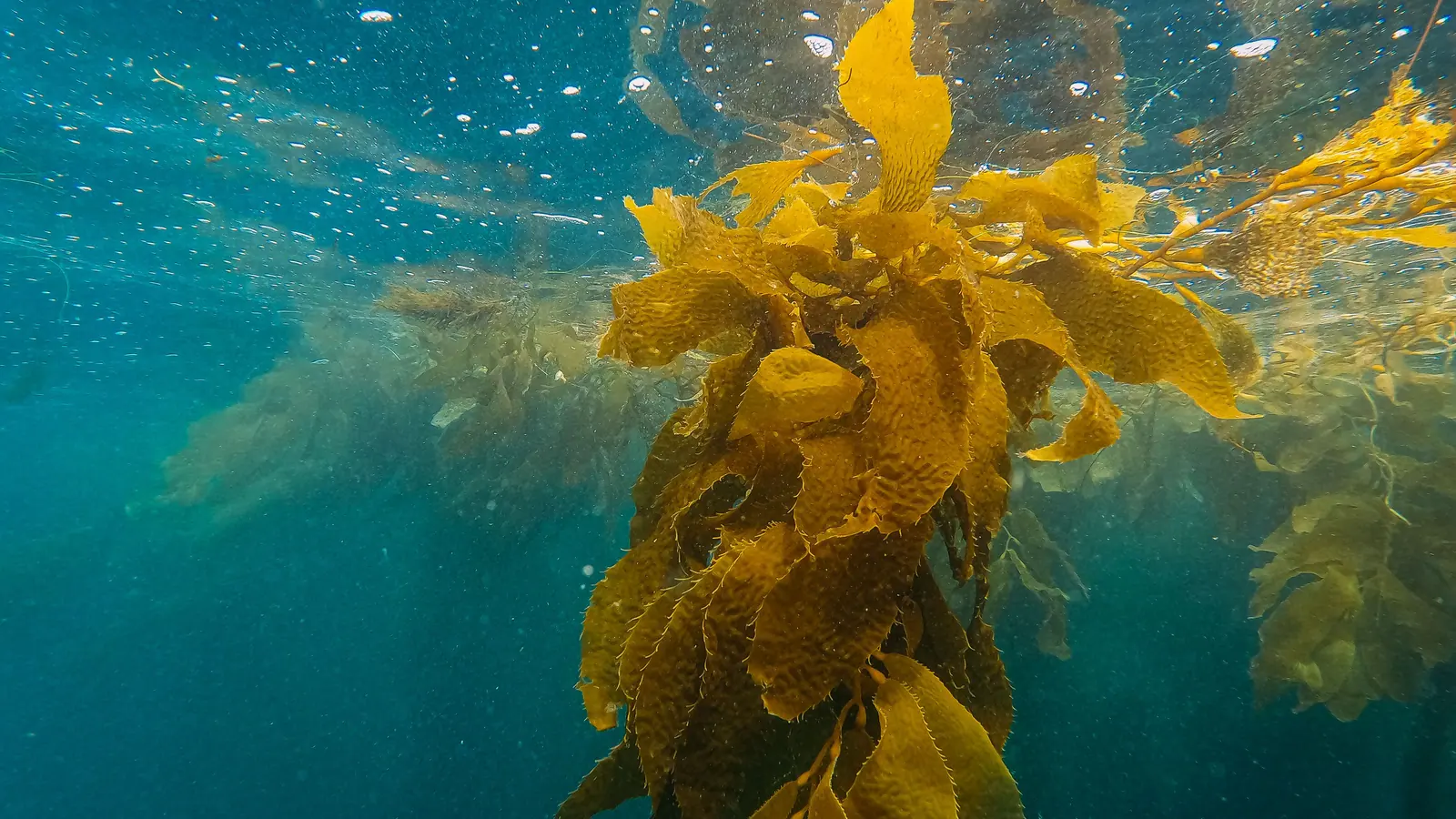 A kelp frond reaching the surface, seen from below