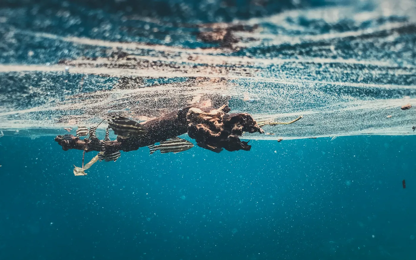 A length of discarded fishing net drifting under the surface