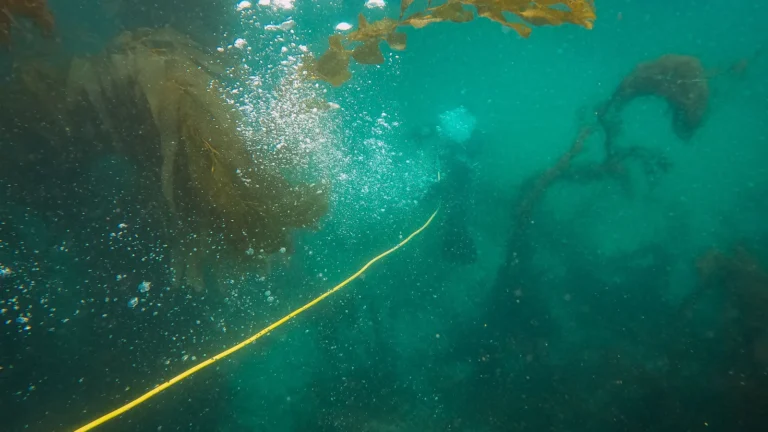 A scuba diver in a hooded wetsuit swimming through kelp in green New England water