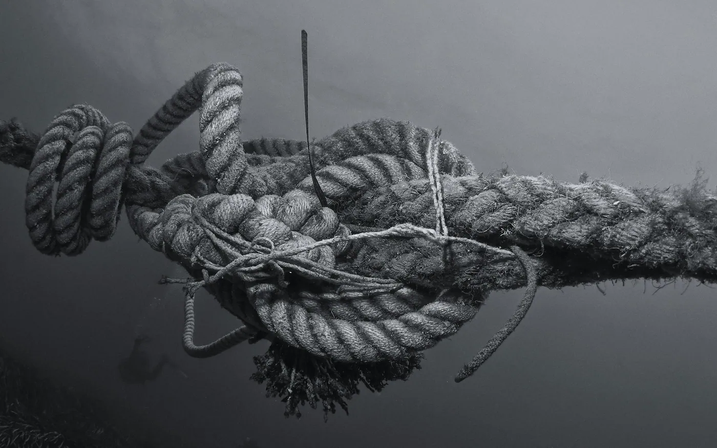Coils of rope and growth on a mooring line underwater