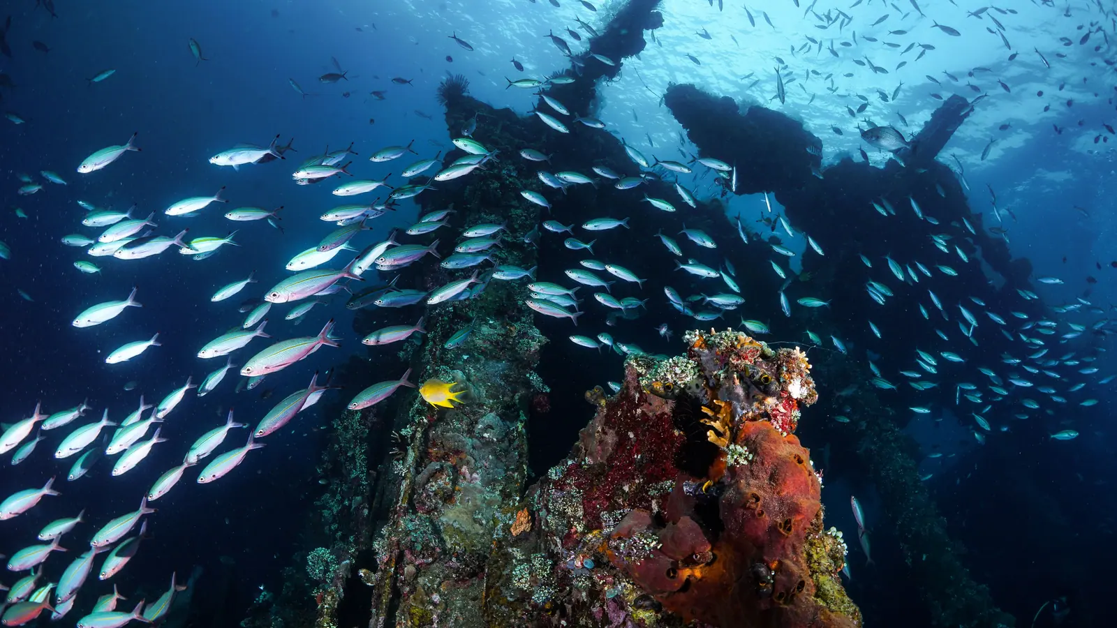 A sunken shipwreck encrusted with growth and surrounded by schooling fish