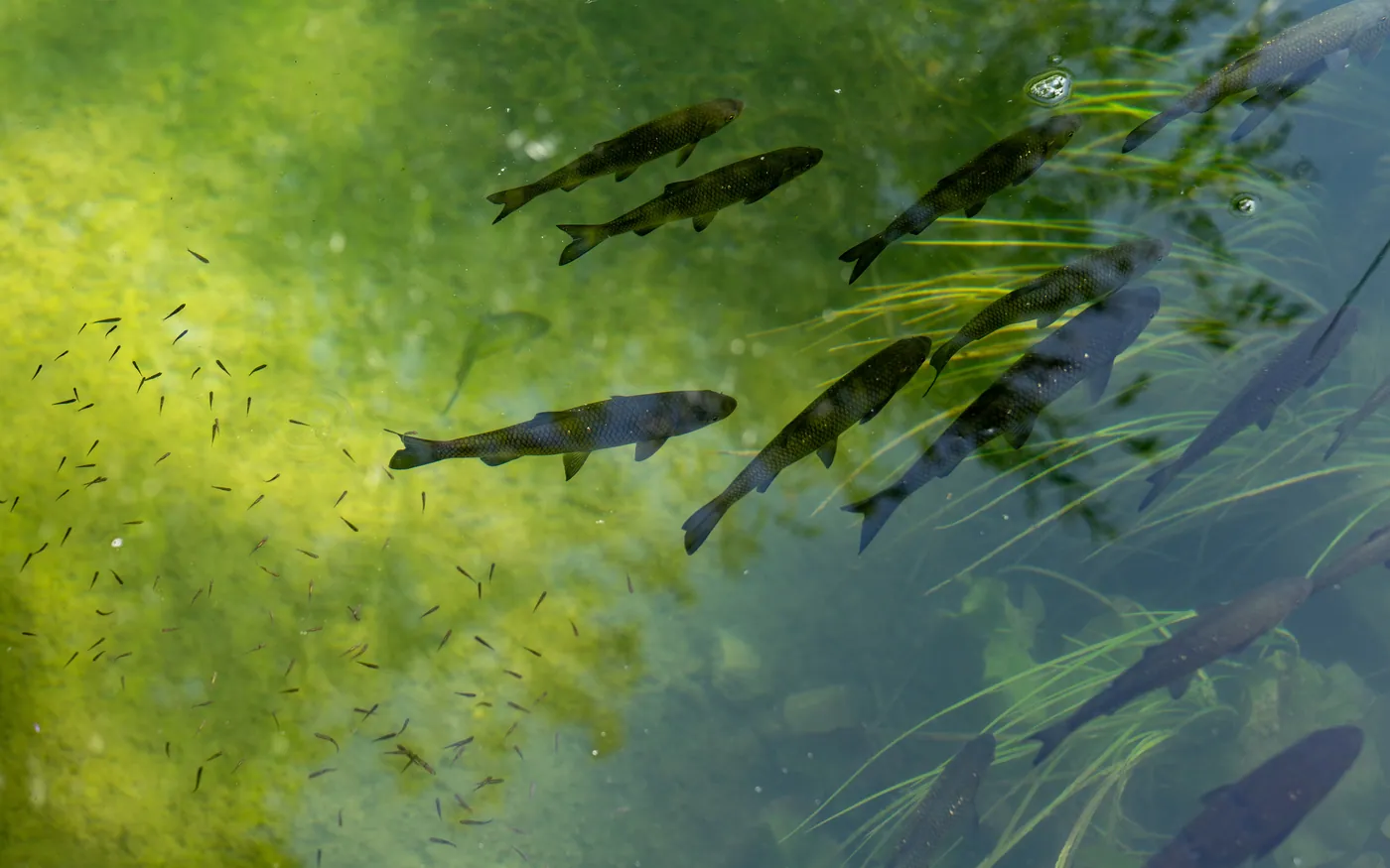 Small fish sheltering among eelgrass in shallow green water
