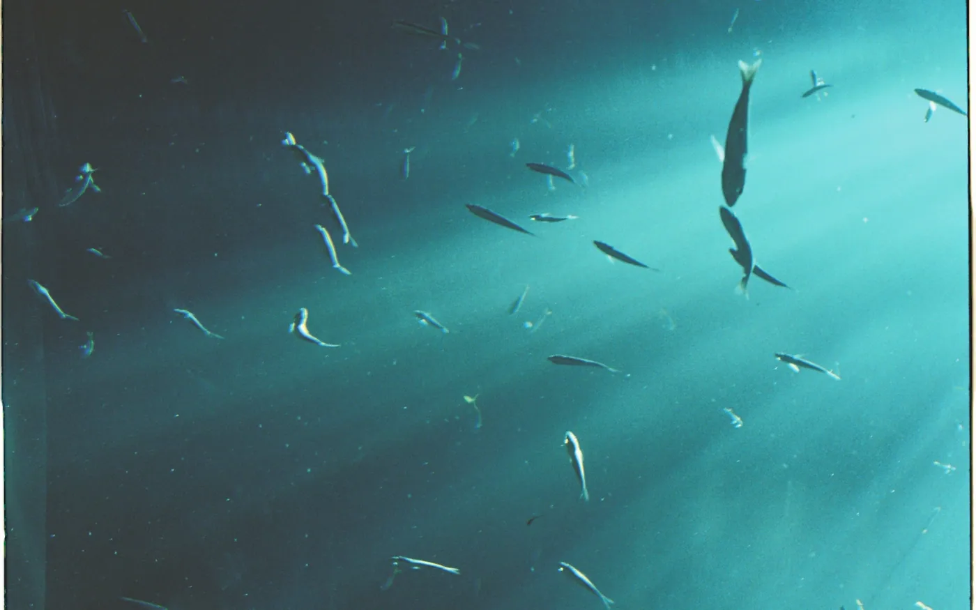 Small fish barely visible in turbid green water
