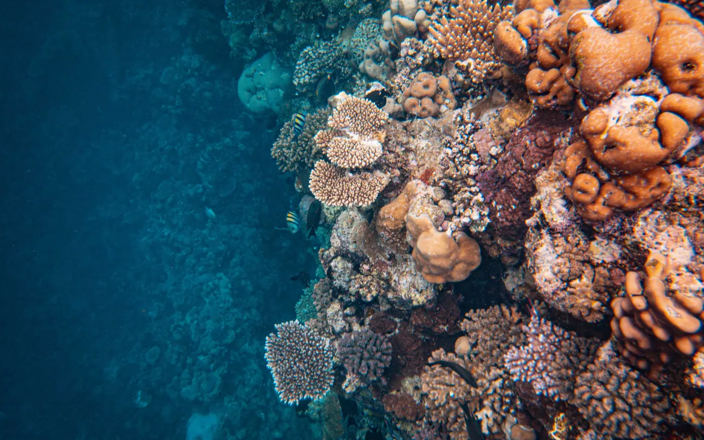 Sponges and hard coral covering a reef slope