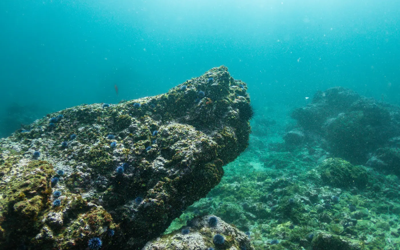 A large weed-covered boulder on a temperate rocky reef