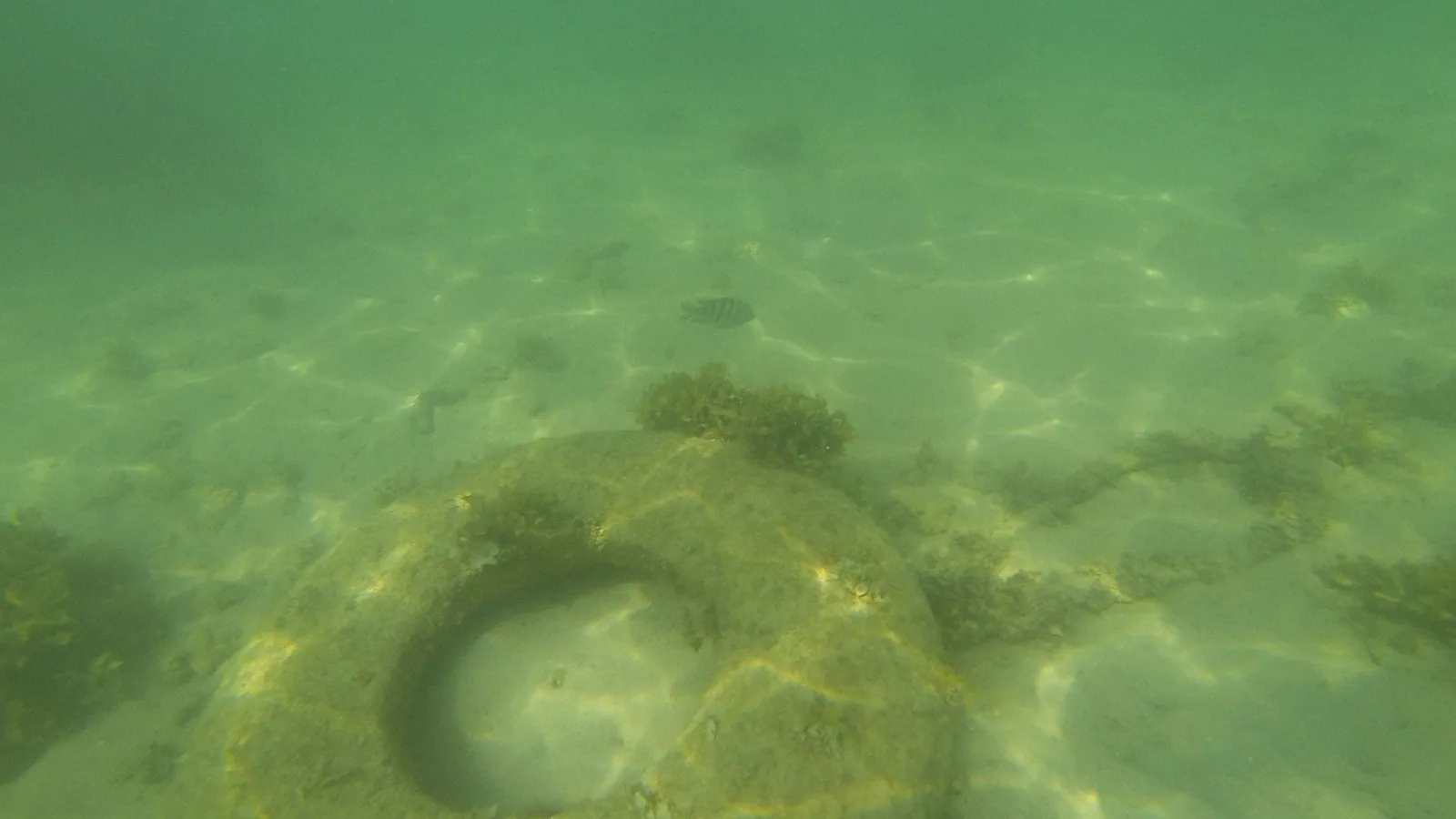 A discarded tire lying on the seabed in green water