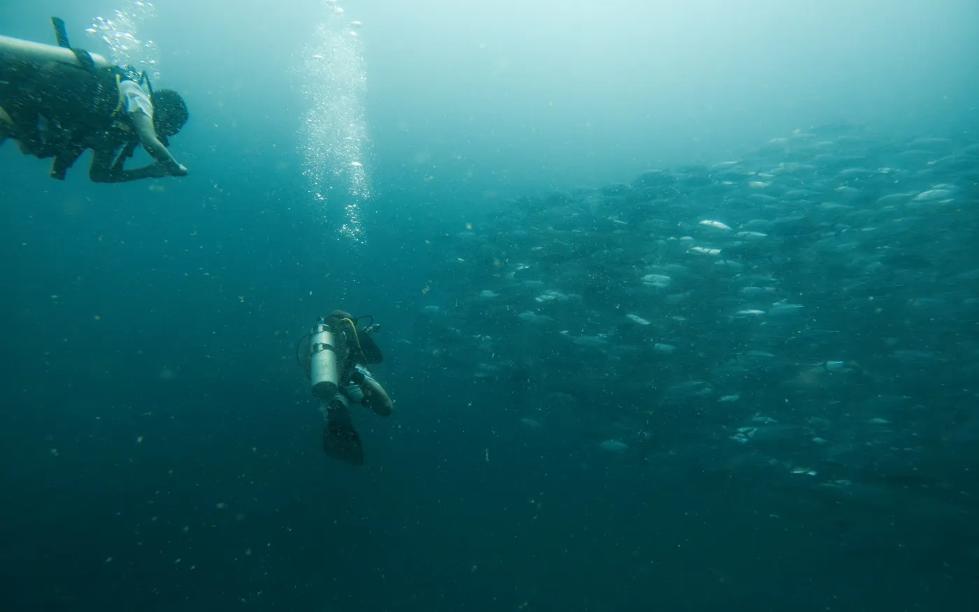 Two scuba divers ascending together through green water
