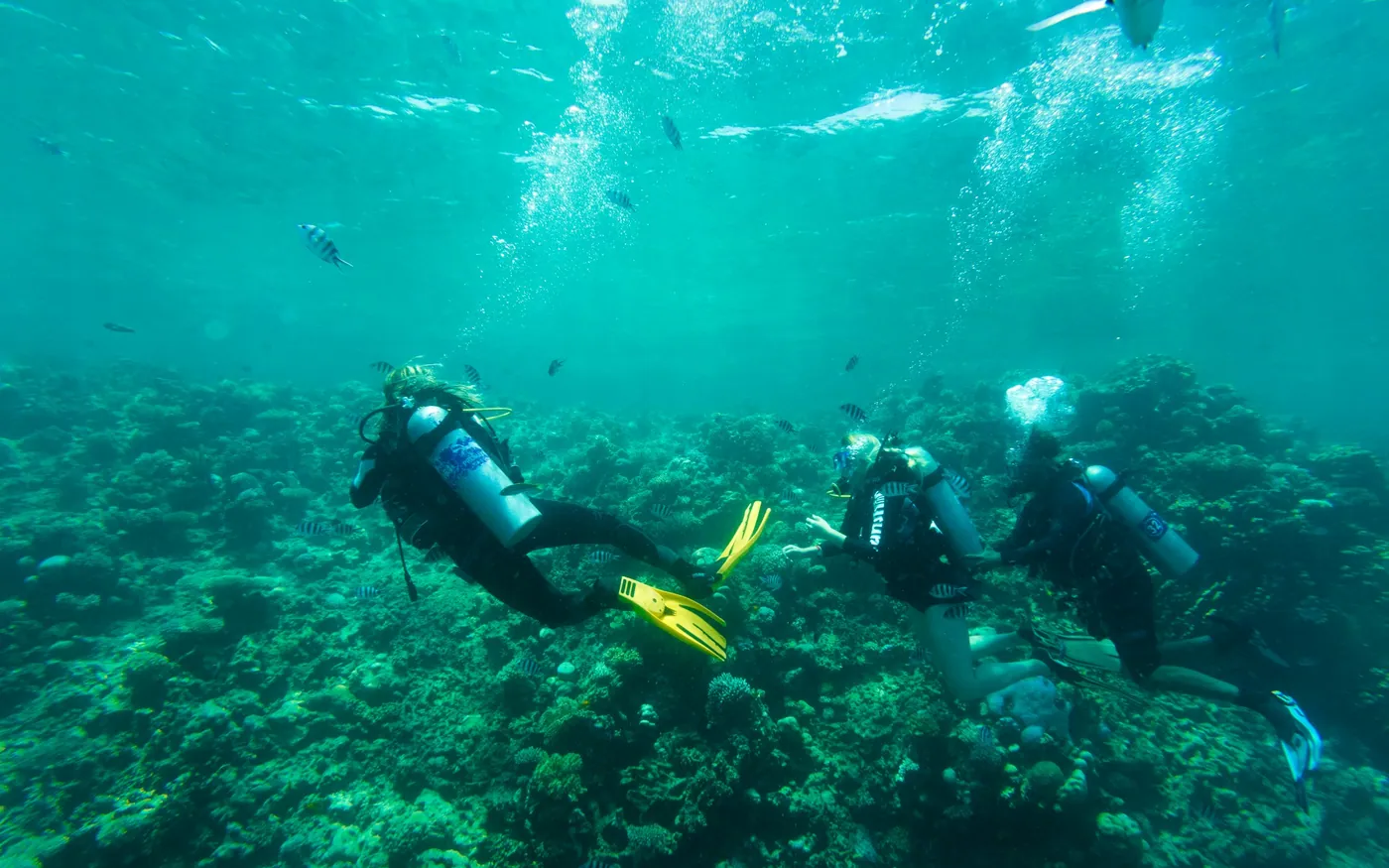 Two scuba divers swimming together along a shallow reef