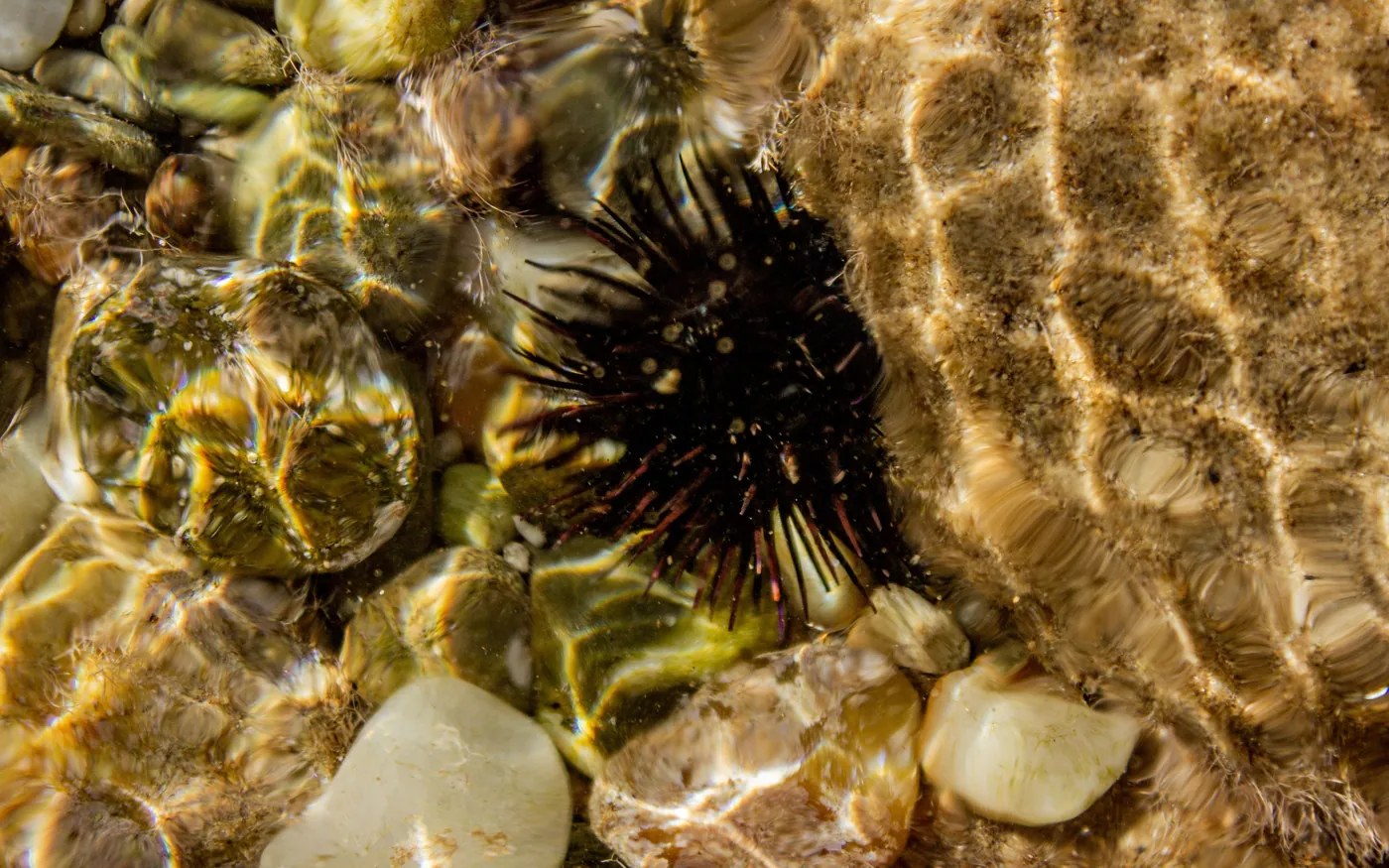 Urchins and barnacles visible through the surface of a shallow tidepool